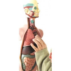 SET ANATOMIE HUMAINE