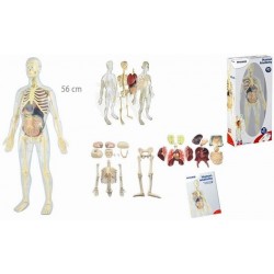 ANATOMIE HUMAINE